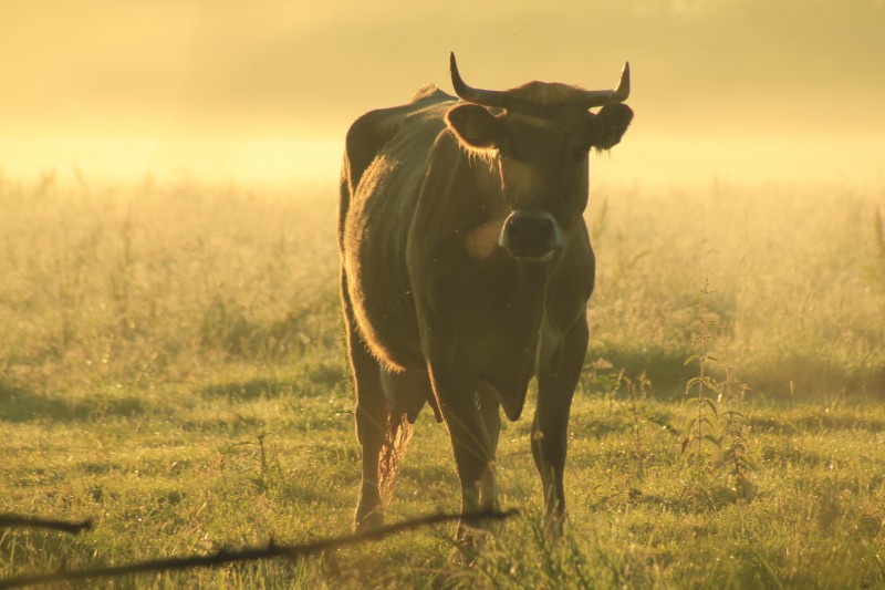 Kuh im Morgenlicht 