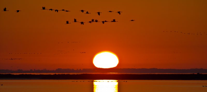 Kraniche Zingst